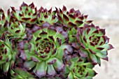 SEMPERVIVUM DEVILS TEETH