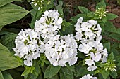 PHLOX WHITE FLAME