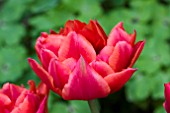 TULIPA ORANGE NASSAU