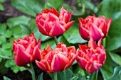 TULIPA ORANGE NASSAU