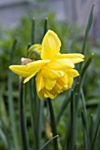 NARCISSUS PENCREBAR