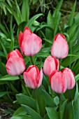 TULIPA VAN EIJK