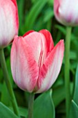 TULIPA VAN EIJK