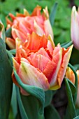 TULIPA WILLEM VAN ORANJE