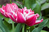 TULIPA WILLEMSOORD