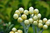 HELICHRYSUM AMBER CLUSTER