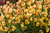 CYTISUS APRICOT GEM