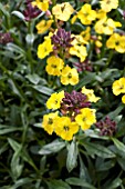 ERYSIMUM JUBILEE