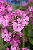 SILENE RUBOTII ROLLIES FAVOURITE