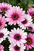 OSTEOSPERMUM SUNNY ATILLA