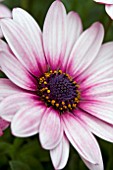 OSTEOSPERMUM SUNNY ATILLA