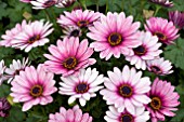 OSTEOSPERMUM SUNNY ATILLA