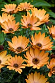 OSTEOSPERMUM CAPE TERRACOTTA