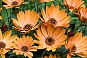 OSTEOSPERMUM CAPE TERRACOTTA