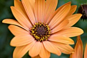 OSTEOSPERMUM CAPE TERRACOTTA