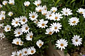 OSTEOSPERMUM SNOW PIXIE