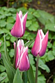 TULIPA CLAUDIA