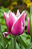 TULIPA CLAUDIA