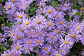 ASTER X FRIKARTII MONCH