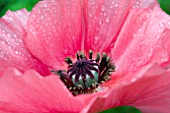 PAPAVER BURNING HEART