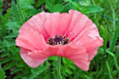 PAPAVER BURNING HEART