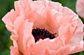 PAPAVER HELEN ELIZABETH