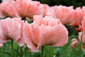 PAPAVER HELEN ELIZABETH