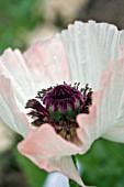 PAPAVER ORIENTAL SHASTA