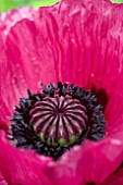 PAPAVER ORIENTALE MEDALLION