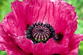 PAPAVER ORIENTAL MEDALLION