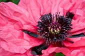 PAPAVER ORIENTAL SULTANA