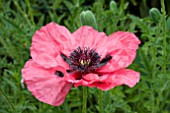 PAPAVER ORIENTAL SULTANA