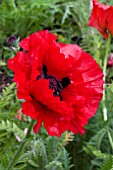 PAPAVER ORIENTAL VESUVIUS