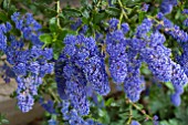 CEANOTHUS CASCADE