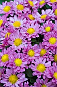 CHRYSANTHEMUM CHICANE