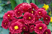 CHRYSANTHEMUM MOULIN ROUGE