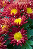 CHRYSANTHEMUM MAJORETTE