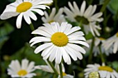 LEUCANTHEMUM FILIGRAN
