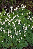 DICENTRA AURORA