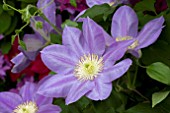 CLEMATIS DIANAIR DELIGHT