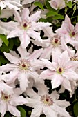 CLEMATIS PAT COLEMAN