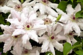 CLEMATIS PAT COLEMAN