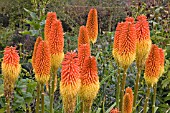 KNIPHOFIA LINEARIFOLIA