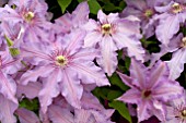 CLEMATIS THE FIRST LADY