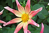 DAHLIA HONKA SURPRISE