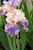 IRIS FLORENTINE SILK