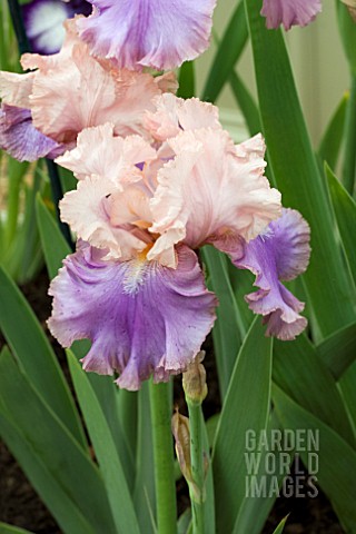 IRIS_FLORENTINE_SILK