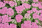 SEDUM SPCTABILE PINK FAIRY