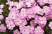 DIANTHUS PINK JEWEL