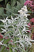 BUDDLEJA SILVER ANNIVERSARY (BUDDLEIA)